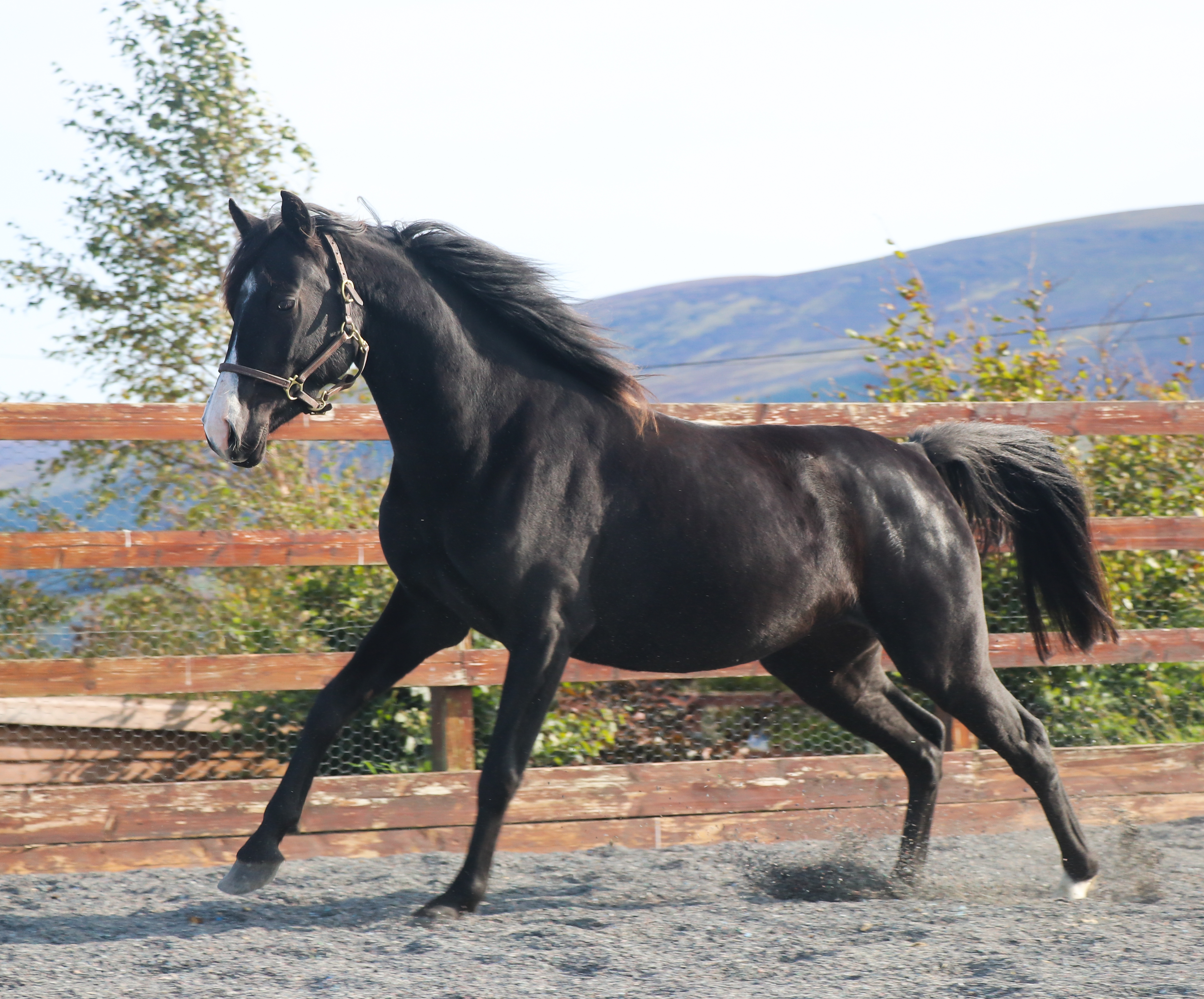 Expat Morgans leading sport stud farm in Europe